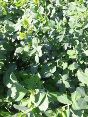 Lucerna otoczkowana Barenbrug  YELLOW JACKET