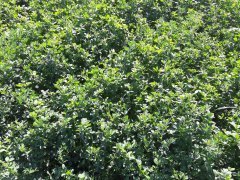 Lucerna otoczkowana - Barenbrug  YELLOW JACKET