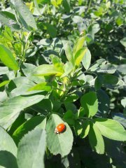 Lucerna otoczkowana Barenbrug  YELLOW JACKET