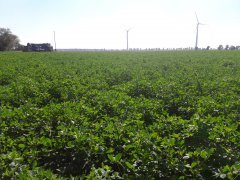 Lucerna otoczkowana Barenbrug YELLOW JACKET
