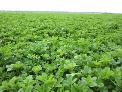 Lucernik Barenbrug - zbliża się pierwszy pokos!