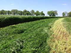 MIESZANKA BARENBRUG BG-1 MILKWAY SPRINT