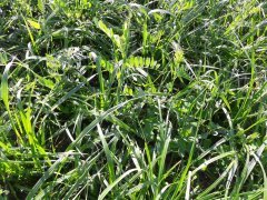 Mieszanka poplonowa Barenbrug BG-13 Milkway POPLON po 6 tygodniach od siewu