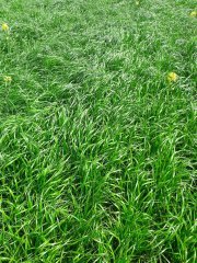 Mieszanka poplonowa Barenbrug BG-13 POPLON - pierwszy tydzień maja 2017!