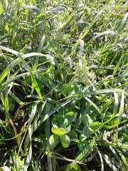 Mieszanka poplonowa Barenbrug BG-13 POPLON - po 6 tygodniach od siewu.