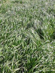 mieszanka poplonowa BG-13 - pierwszy tydzień maja 2017!