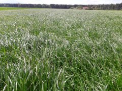 Trawa Barenbrug BG-7 MILKWAY WATER NUTRIFIBRE - pokosy czas zacząć!