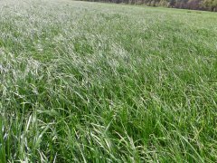 Trawa Barenbrug BG-7 MILKWAY WATER NUTRIFIBRE