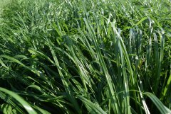 Wkrótce koszenie - Mieszanka Barenbrug BG-11 Milkway Comlpex