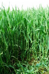 Jęczmień Wootan 13.05.2017