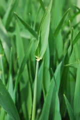 Jęczmień Wootan 13.05.2017