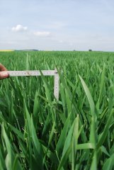 Jęczmień Wootan 13.05.2017