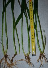 Pszenica ozima 30.04.2017