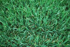 Pszenica ozima Hondia