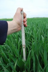 Pszenica ozima HONDIA