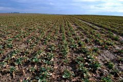 Rzepak ozimy 6.03.2017