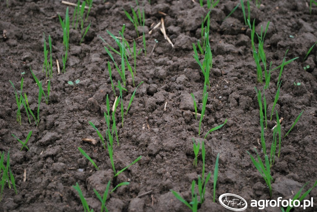 Pszenica ozima Rotax