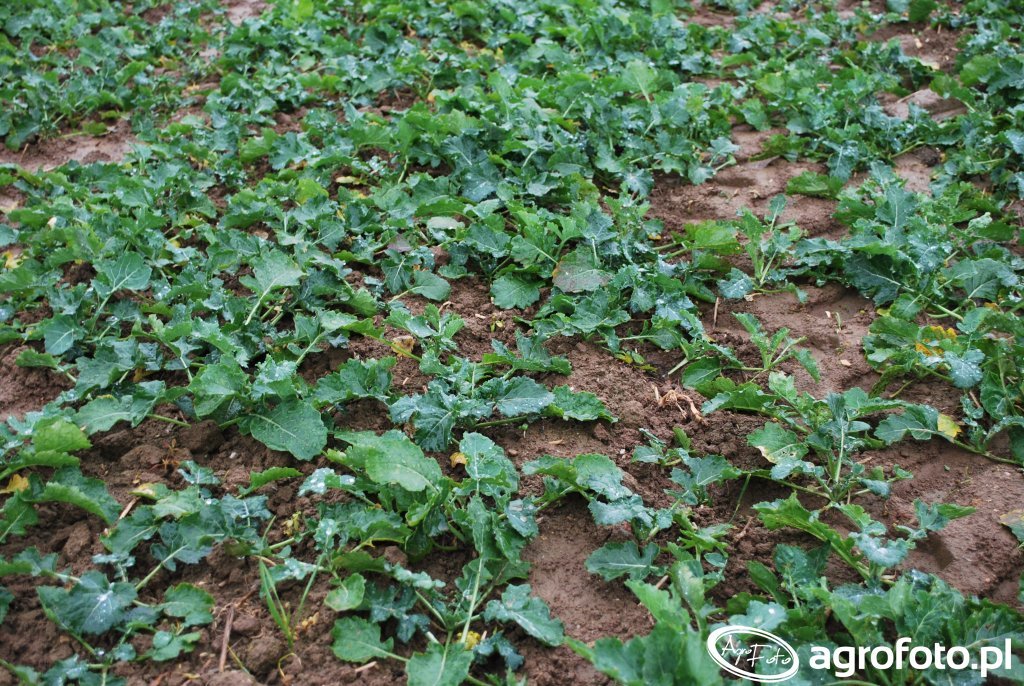 Rzepak ozimy DK Extrovert