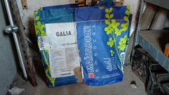 Nasiona rzepaku Maisadour