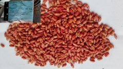 Pszenica ozima belissa - nasiona