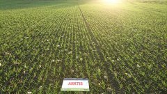 Pszenica Ozima Arktis