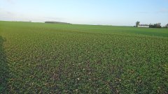 Pszenica Ozima Arktis