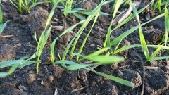 Pszenica Ozima Arktis