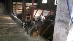 Obora- Drabina paszowa