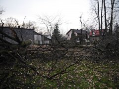 Wycinka drzew zagrażających budynkom