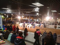 Mazurskie Agro Show 2016 - wystawa zwierząt