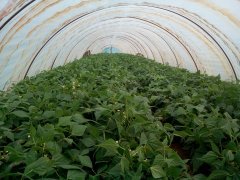 Fasola szparagowa Sonesta