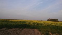 Gorczyca na poplon 1.2-1.5m