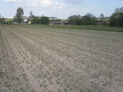 Groch Milwa (peluszka)