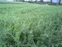 Groch Milwa peluszka