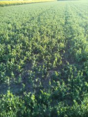 Groch odmiana tarhalska