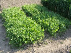 Groch siewny różne odmiany