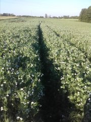 Groch siewny Tarchalska