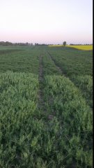 Groch siewny TARCHALSKA