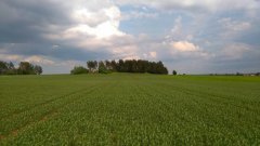 Łubin wąskolistny regent