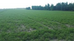 Łubin żółty Mister