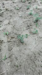 Łubin żółty odmiana Mister