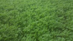 Łubin żółty Perkoz