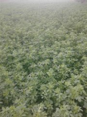 Lucerna Yellow Jaket