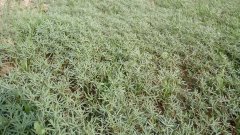 Miedzyplon. Łubin wąskolistny