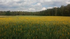 Mieszanka łubin, peluszka, owies 19.06.16