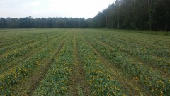 Mieszanka łubin, peluszka, owies 20.06.16