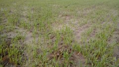 Poplon jęczmień wyka