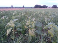 Poplon motylkowy na paszę