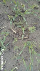 Poplon wyka facelia jęczmień