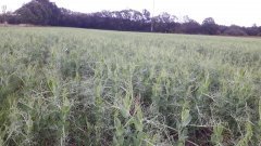 Poplon z grochu i łubinu